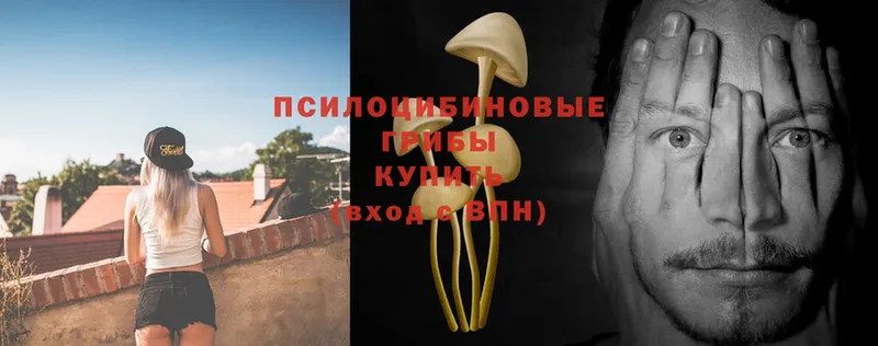 Галлюциногенные грибы Psilocybe Болхов